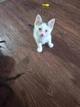 Yolanda Kitten -  Tabby Cat for Adoption in San Antonio, Texas - Yolanda Kitten | PetCurious