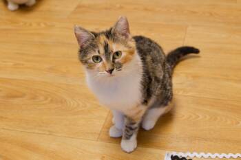 Calico Cats Available for Adoption - Penelope | PetCurious