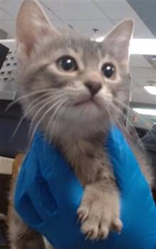 Domestic Short Hair Cats Available for Adoption in Oklahoma City, Oklahoma - A473816 | PetCurious