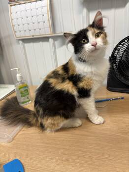 Starry -  Calico Cat for Adoption in Big Rapids, Michigan - Starry | PetCurious