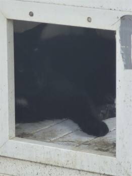 ADA -  Domestic Short Hair Cat for Adoption in San Antonio, Texas - ADA | PetCurious