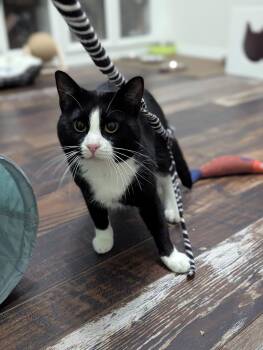 Rescue Domestic Short Hair Cats for Adoption in Justin, Texas - Cosmo | PetCurious