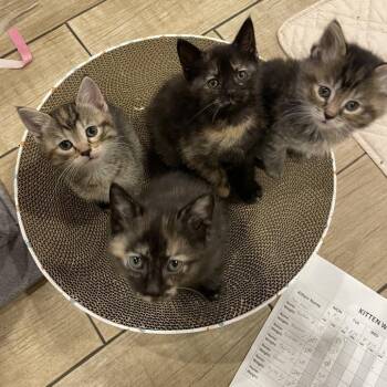 Domestic Short Hair Cats Available for Adoption - Primrose | PetCurious