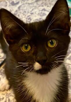 Skipper -  Domestic Short Hair Cat for Adoption in Fort Mill, South Carolina - Skipper | PetCurious