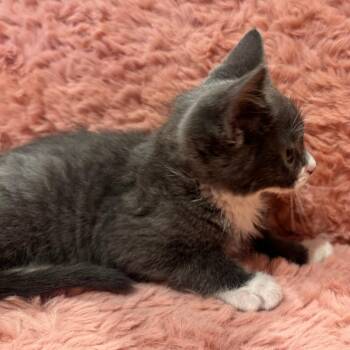 Domestic Short Hair Cats Available for Adoption - Pepper | PetCurious