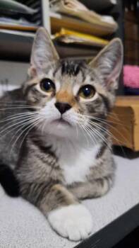 Domestic Short Hair Cats Available for Adoption - Ellie | PetCurious