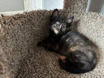 TRIXIE -  Domestic Short Hair Cat for Adoption in Charlotte, North Carolina - TRIXIE | PetCurious