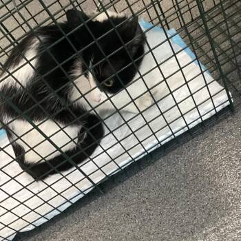 Checkers -  Domestic Short Hair Cat for Adoption in Montgomery, Alabama - Checkers | PetCurious