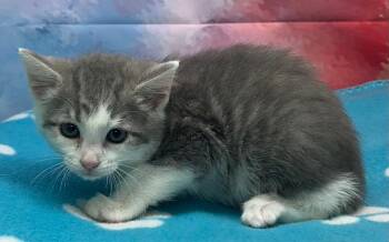 Domestic Short Hair Cats Available for Adoption in Washington Court House, Ohio - Felipe | PetCurious