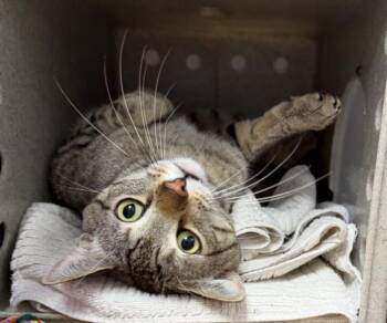 MIGHTY -  Domestic Short Hair Cat for Adoption in Burbank, California - MIGHTY | PetCurious