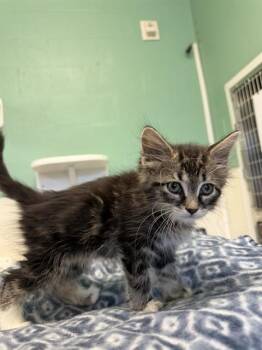 BOBBY BEAR -  Domestic Medium Hair Cat for Adoption in Sarasota, Florida - BOBBY BEAR | PetCurious