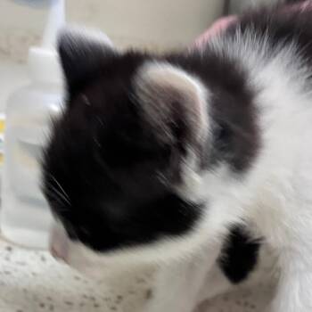 Toadette -  Domestic Short Hair Cat for Adoption in Auburn, Alabama - Toadette | PetCurious