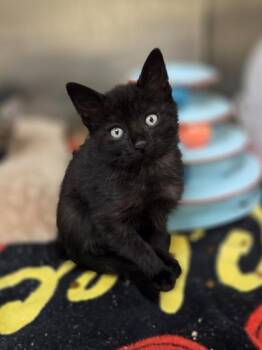 Gale -  Domestic Short Hair Cat for Adoption in Westland, Michigan - Gale | PetCurious