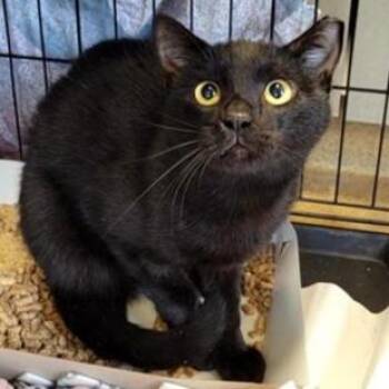 NEPTUNE -  Domestic Short Hair Cat for Adoption in San Antonio, Texas - NEPTUNE | PetCurious
