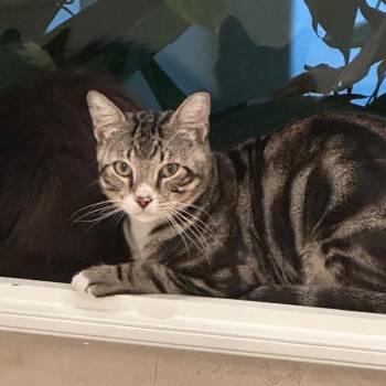 Jack -  Domestic Short Hair Cat for Adoption in Buffalo, New York - Jack | PetCurious