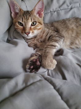 Rescue Domestic Short Hair Cats for Adoption in Zephyrhills, Florida - Nimbus (new) | PetCurious