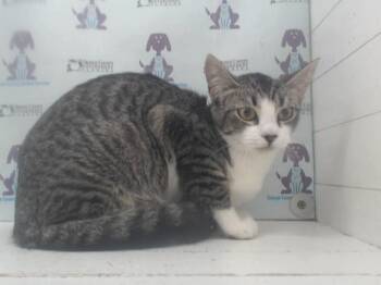 Domestic Short Hair Cats Available for Adoption in Orlando, Florida - A595762 | PetCurious