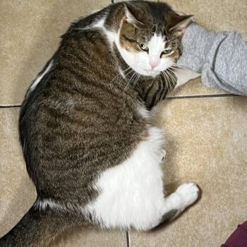 Rescue Domestic Short Hair Cats for Adoption in Pekin, Illinois - Penelope Cruz | PetCurious