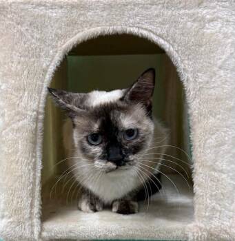 Catrina -  Siamese and Domestic Short Hair Cat for Adoption in Camarillo, California - Catrina | PetCurious
