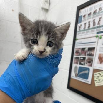 Domestic Medium Hair Cats Available for Adoption - Camden | PetCurious