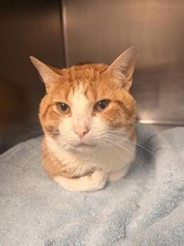 Domestic Short Hair Cats Available for Adoption in Fort Worth, Texas - Henry Cavill | PetCurious