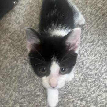 Tucker -  Domestic Short Hair Cat for Adoption in Richland, Michigan - Tucker | PetCurious