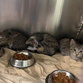 Domestic Short Hair Cats Available for Adoption in Merrifield, Virginia - Mimosa McKenzie | PetCurious