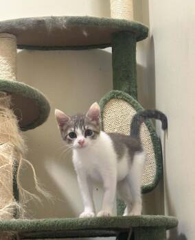 Angelica -  Domestic Short Hair Cat for Adoption in Manchester, Maryland - Angelica | PetCurious