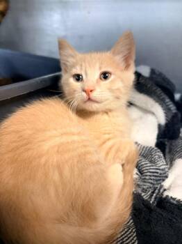 Erik -  Domestic Short Hair Cat for Adoption in Huntington, Indiana - Erik | PetCurious