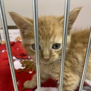 Nephew Pugsly -  Domestic Short Hair Cat for Adoption in Charleston, West Virginia - Nephew Pugsly | PetCurious