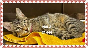 NALA -  Domestic Short Hair Cat for Adoption in Marietta, Georgia - NALA | PetCurious