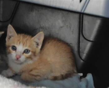 BROCK -  Domestic Short Hair Cat for Adoption in Albuquerque, New Mexico - BROCK | PetCurious