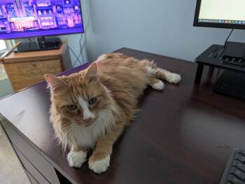 Maine Coon and Domestic Medium Hair Cats Available for Adoption in Absecon, New Jersey - Cheddar | PetCurious