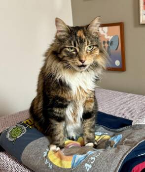 Maine Coon Cats Available for Adoption in Cary, North Carolina - Meredith | PetCurious