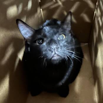 Domestic Short Hair Cats Available for Adoption in Newark, New Jersey - Cleatus | PetCurious