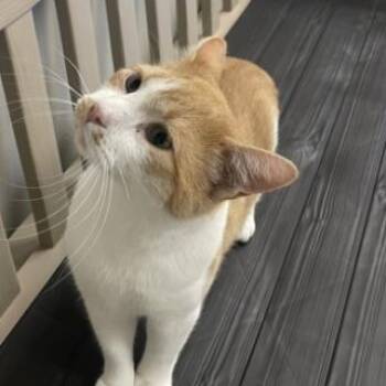 Domestic Short Hair and Mixed Breed Cats Available for Adoption in Las Vegas, Nevada - Captain | PetCurious