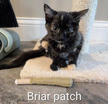 Briar -  Domestic Short Hair Cat for Adoption in Cincinnati, Ohio - Briar | PetCurious
