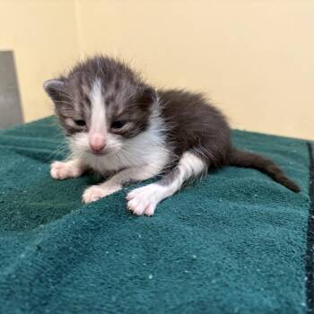 Pink Band -  Domestic Short Hair Cat for Adoption in Pasadena, California - Pink Band | PetCurious
