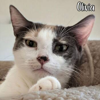 Olivia -  Domestic Short Hair Cat for Adoption in Janesville, Wisconsin - Olivia | PetCurious