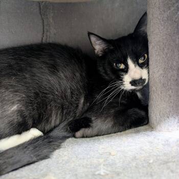 Byetta -  Domestic Short Hair Cat for Adoption in Newburgh, Indiana - Byetta | PetCurious