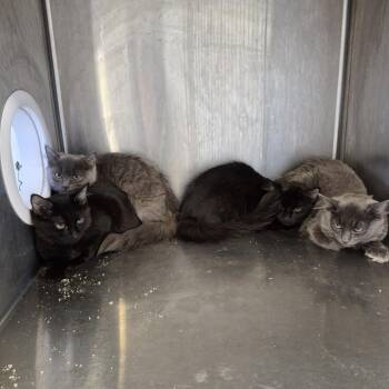 Domestic Long Hair Cats Available for Adoption in Natick, Massachusetts - Shoosh Two | PetCurious