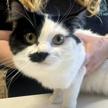 Domestic Medium Hair Cats Available for Adoption - CHWK-A-4558 | PetCurious