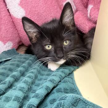 Reed -  Domestic Short Hair Cat for Adoption in Goleta, California - Reed | PetCurious