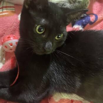 Gelato -  Domestic Short Hair Cat for Adoption in Liverpool, Texas - Gelato | PetCurious