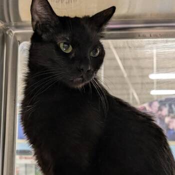 Domestic Short Hair Cats Available for Adoption in Downers Grove, Illinois - Noa | PetCurious