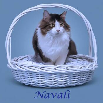 Domestic Long Hair Cats Available for Adoption in Lebanon, Tennessee - Navali C26-099 | PetCurious