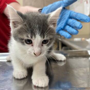 Royce -  Domestic Short Hair Cat for Adoption in Birmingham, Alabama - Royce | PetCurious
