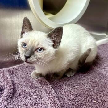 Lucia -  Siamese Cat for Adoption in Walnut Creek, California - Lucia | PetCurious