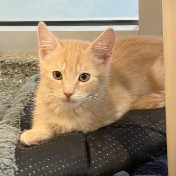 Cadburry -  Domestic Short Hair Cat for Adoption in Charleston, South Carolina - Cadburry | PetCurious