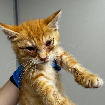 Domestic Short Hair Cats Available for Adoption in Concord, North Carolina - Big Bird | PetCurious